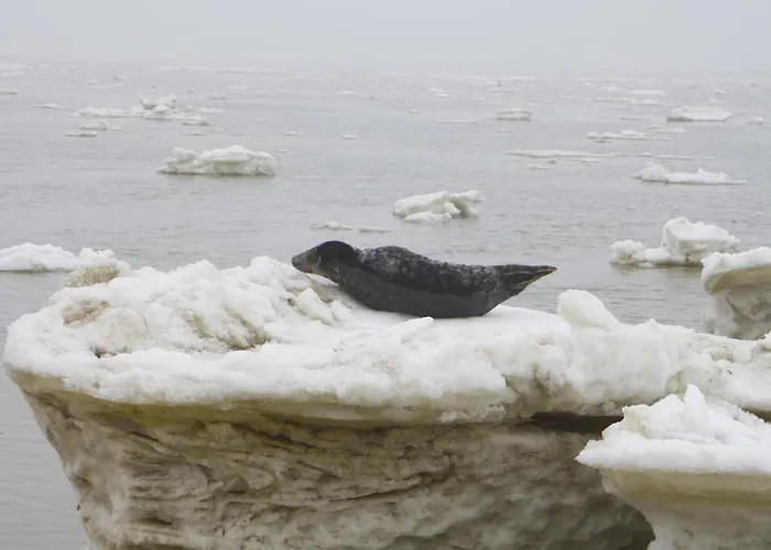 Kiekut Appartement *